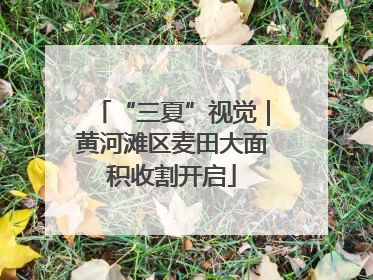 “三夏”视觉｜黄河滩区麦田大面积收割开启