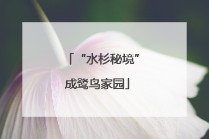 “水杉秘境”成鹭鸟家园
