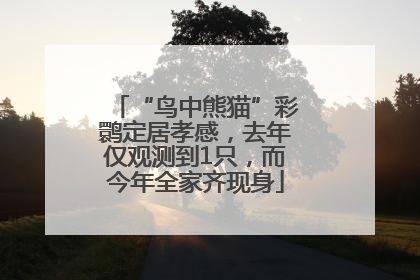 “鸟中熊猫”彩鹮定居孝感，去年仅观测到1只，而今年全家齐现身
