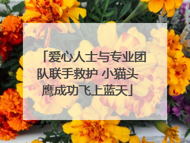 爱心人士与专业团队联手救护 小猫头鹰成功飞上蓝天
