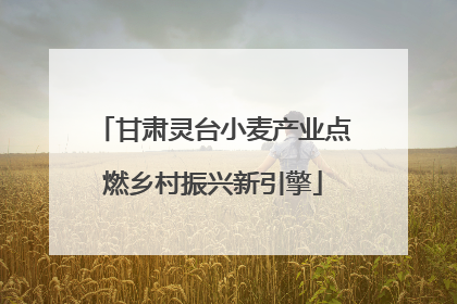 甘肃灵台小麦产业点燃乡村振兴新引擎