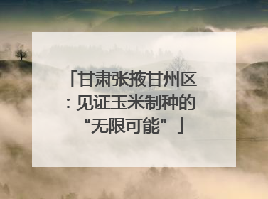 甘肃张掖甘州区：见证玉米制种的“无限可能”