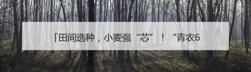 田间选种，小麦强“芯”！“青农6号”保守产量亩均750公斤以上