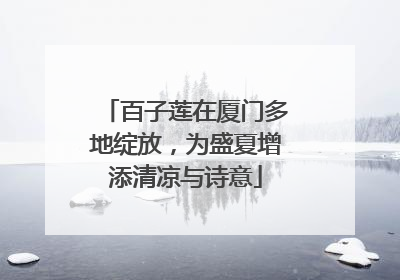 百子莲在厦门多地绽放，为盛夏增添清凉与诗意