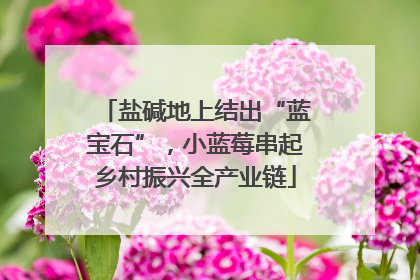 盐碱地上结出“蓝宝石”，小蓝莓串起乡村振兴全产业链