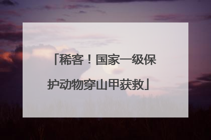 稀客！国家一级保护动物穿山甲获救