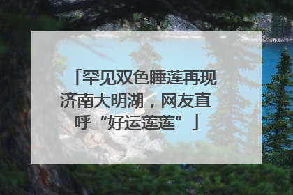 罕见双色睡莲再现济南大明湖，网友直呼“好运莲莲”