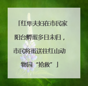 红隼夫妇在市民家阳台孵蛋多日未归，市民将蛋送往红山动物园“抢救”