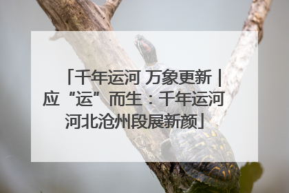 千年运河 万象更新｜应“运”而生：千年运河河北沧州段展新颜