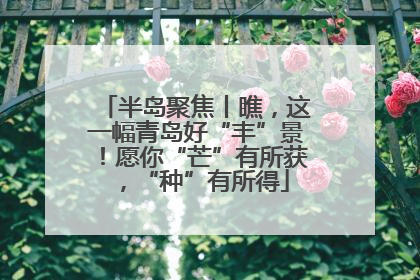 半岛聚焦丨瞧，这一幅青岛好“丰”景！愿你“芒”有所获，“种”有所得