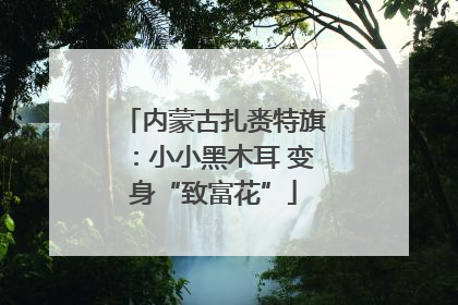 内蒙古扎赉特旗：小小黑木耳 变身“致富花”