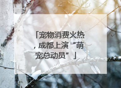 宠物消费火热，成都上演“萌宠总动员”