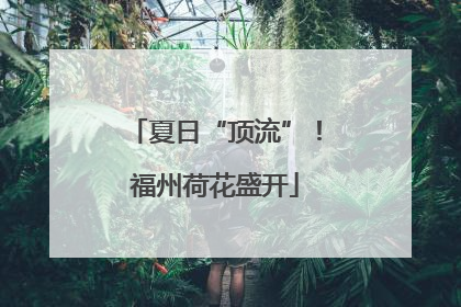 夏日“顶流”！福州荷花盛开