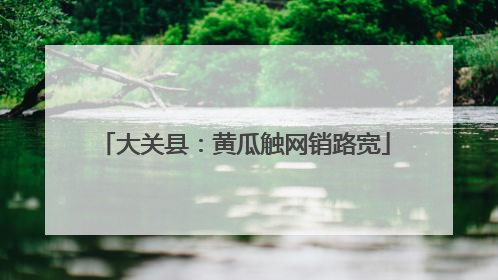 大关县：黄瓜触网销路宽