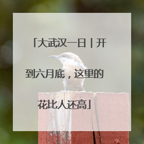 大武汉一日︱开到六月底，这里的花比人还高