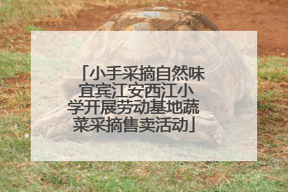 小手采摘自然味 宜宾江安西江小学开展劳动基地蔬菜采摘售卖活动
