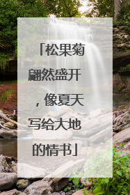 松果菊翩然盛开，像夏天写给大地的情书