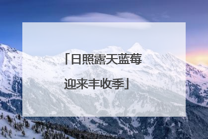 日照露天蓝莓迎来丰收季