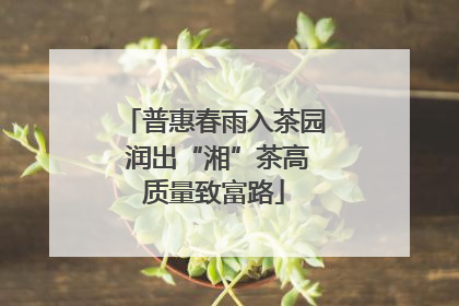 普惠春雨入茶园 润出“湘”茶高质量致富路