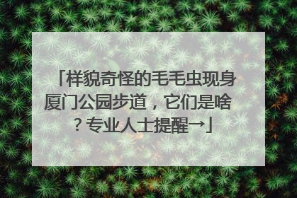 样貌奇怪的毛毛虫现身厦门公园步道，它们是啥？专业人士提醒→