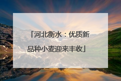 河北衡水：优质新品种小麦迎来丰收