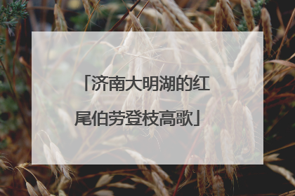 济南大明湖的红尾伯劳登枝高歌