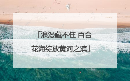 浪漫藏不住 百合花海绽放黄河之滨