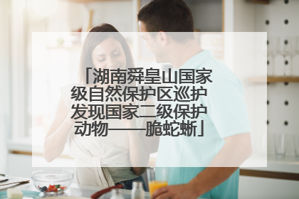 湖南舜皇山国家级自然保护区巡护发现国家二级保护动物——脆蛇蜥