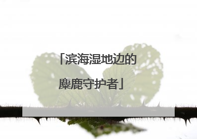 滨海湿地边的麋鹿守护者