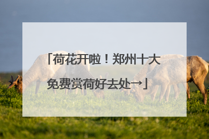 荷花开啦！郑州十大免费赏荷好去处→