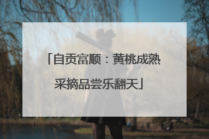 自贡富顺：黄桃成熟 采摘品尝乐翻天