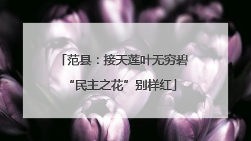 范县：接天莲叶无穷碧 “民主之花”别样红