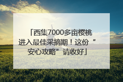 西集7000多亩樱桃进入最佳采摘期！这份“安心攻略”请收好