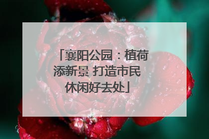 襄阳公园：植荷添新景 打造市民休闲好去处