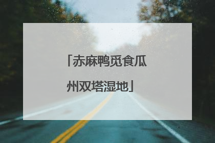赤麻鸭觅食瓜州双塔湿地