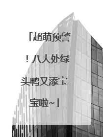 超萌预警！八大处绿头鸭又添宝宝啦~