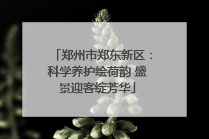 郑州市郑东新区：科学养护绘荷韵 盛景迎客绽芳华