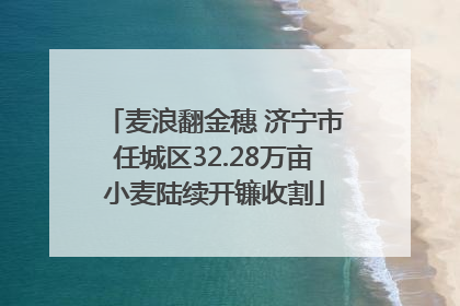 麦浪翻金穗 济宁市任城区32.28万亩小麦陆续开镰收割