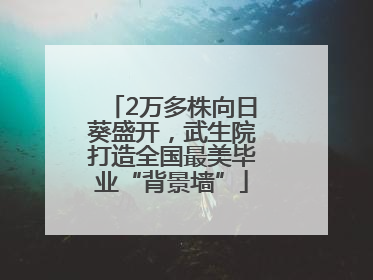 2万多株向日葵盛开，武生院打造全国最美毕业“背景墙”