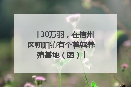 30万羽，在信州区朝阳镇有个鹌鹑养殖基地（图）